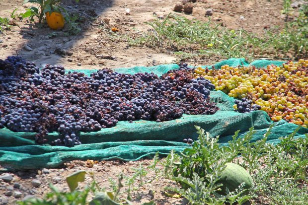 sundried-grapes-Santorini
